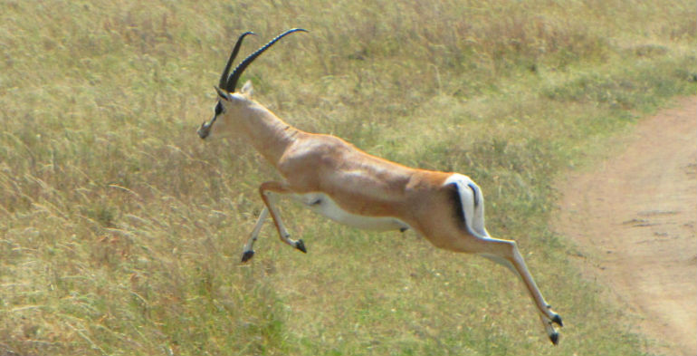 Gazeller